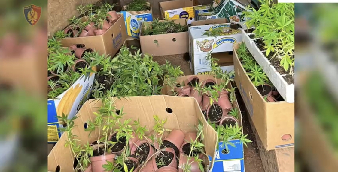 Kapen me fermën shëtitëse të jeshiles në Shkodër 4 vëllezërit