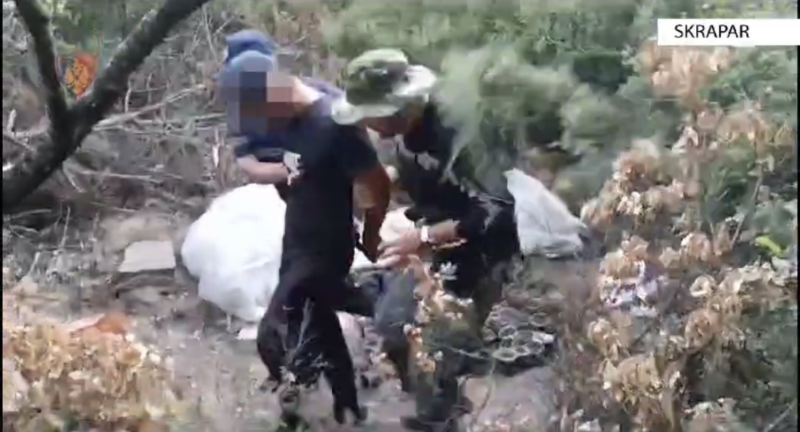 VIDEO/ Ngriti një kopësht me kanabis nëpër pyll, policia ia gjen rasatet