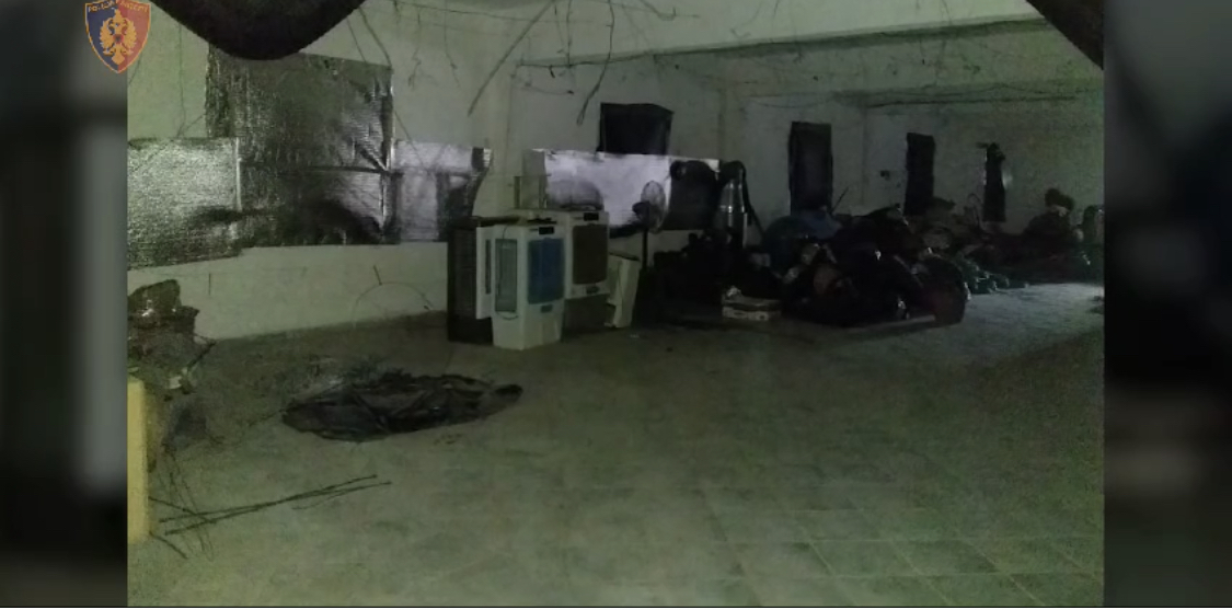 Magazina, fermë kanabisi çon në pranga drejtorin e OSHEE. Edhe të tjerë në rradhë