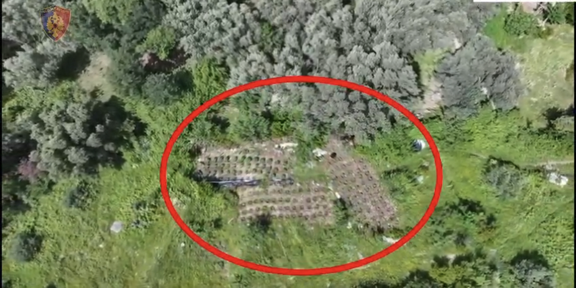 Mijëra bimë kanabisi në segmentin Kurbin, Mirditë, Lezhë, 4 në pranga, 3 në kërkim