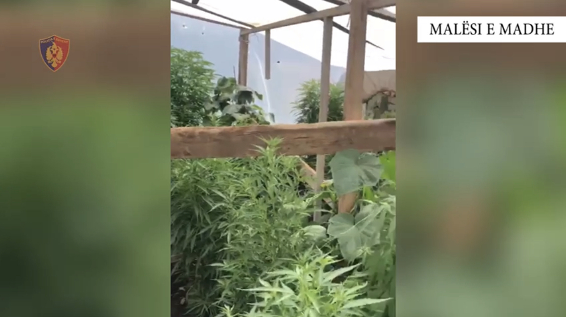 Në serën e bahçes, kanabis, kastraveca dhe domate