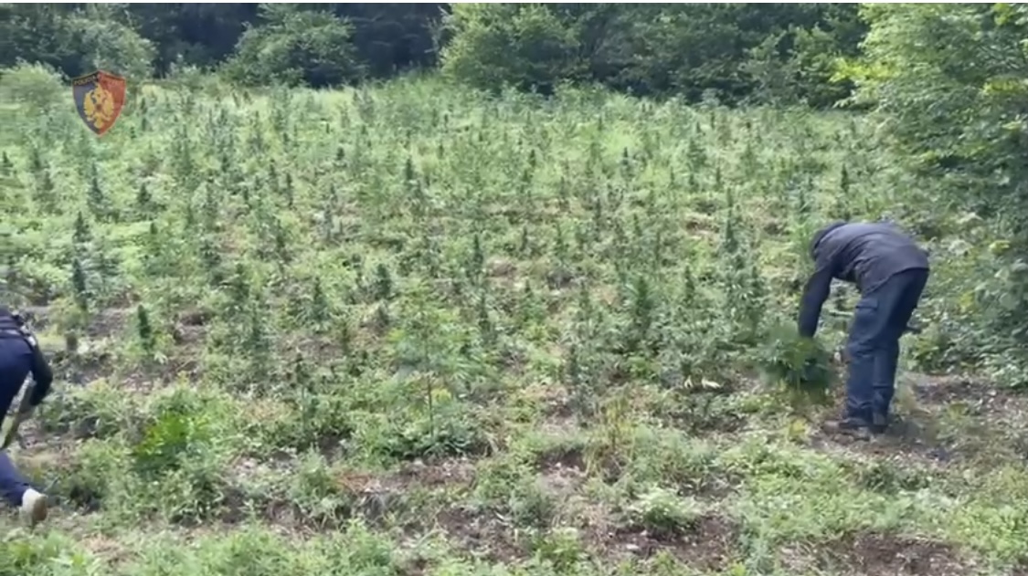 VIDEO/ Kapet sasi e madhe bimë kanabisi në disa zona të qarkut të Shkodrës