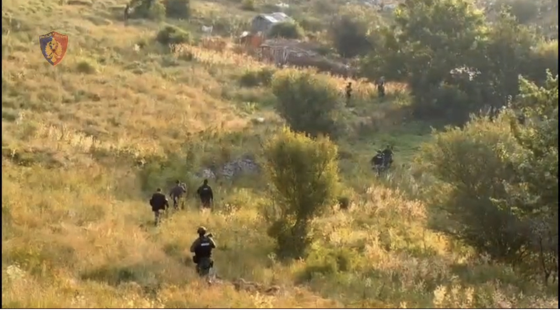 Në bjeshkët e Kelmendit jeshilonte kanabis. Policitë e dy vendeve gjejnë parcelat