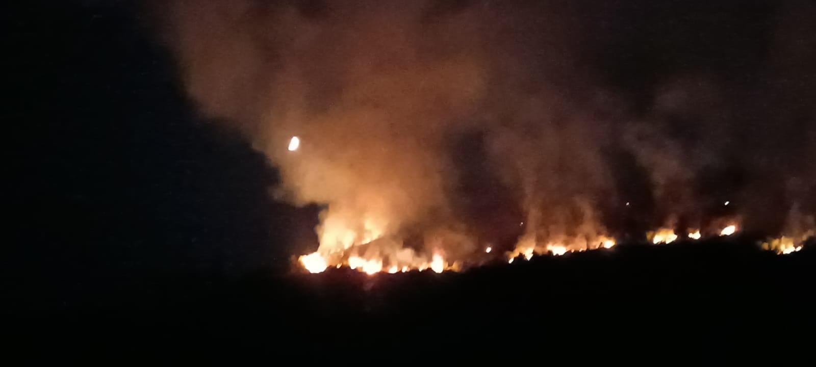 Lushnjë, një tjetër vatër zjarri në pyllin me pisha të Darsisë