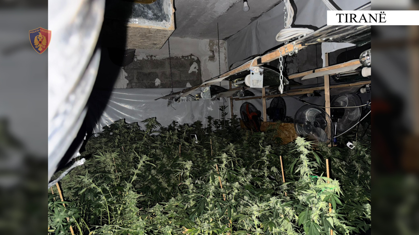 TIRANË/ Në katin e dytë mbi Kadastrën, jeshilon kanabisi. Policia e gjeti më në fund