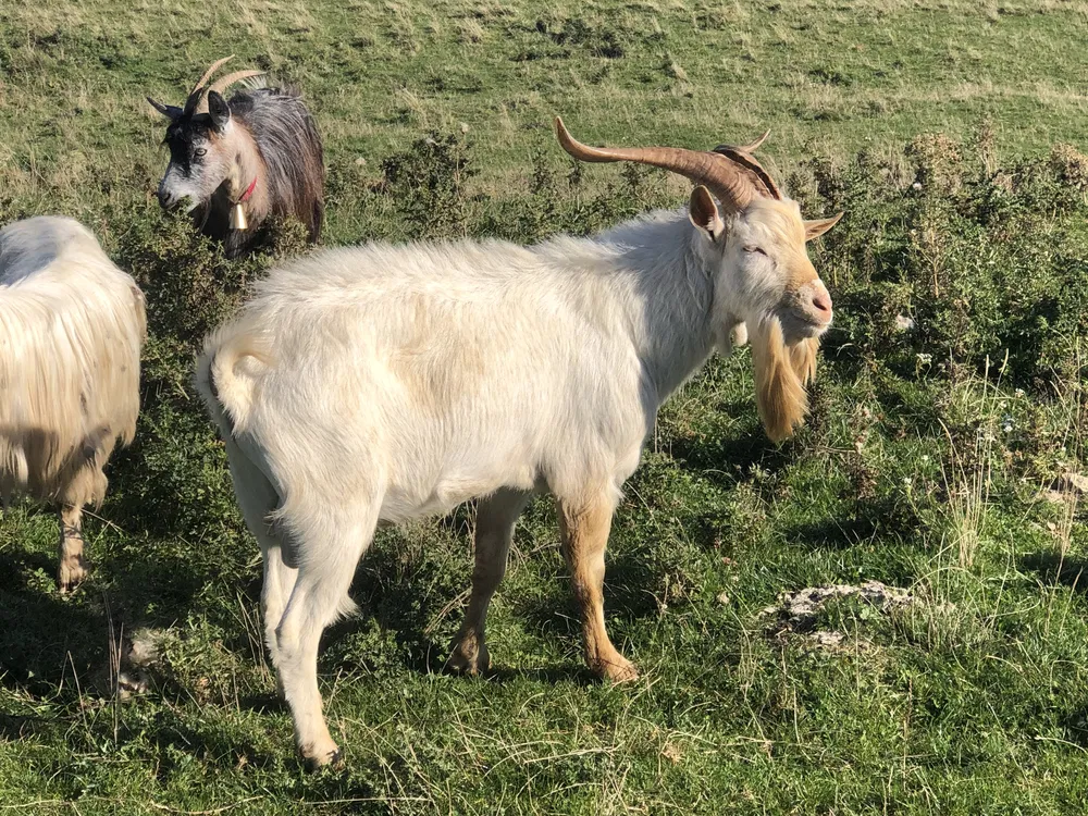 Cjapi në Korçë bën për spital korçarin. Policia jep detajet e ngjarjes së rëndë