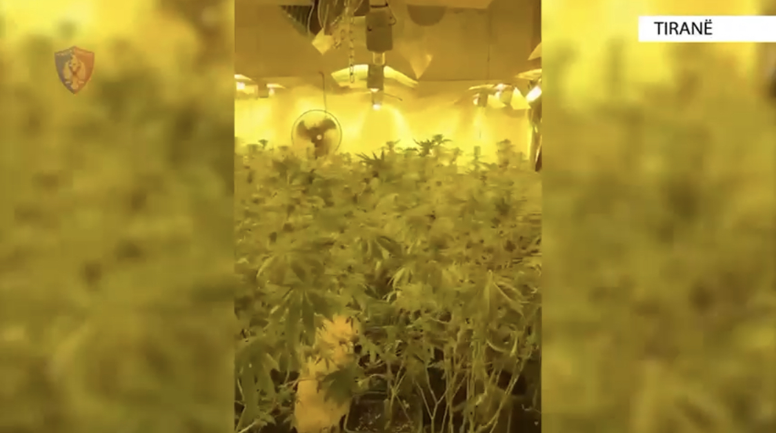 Kanabisi i ‘Kadastrës’, 7 te arrestuar në Tiranë. Detajet e policisë