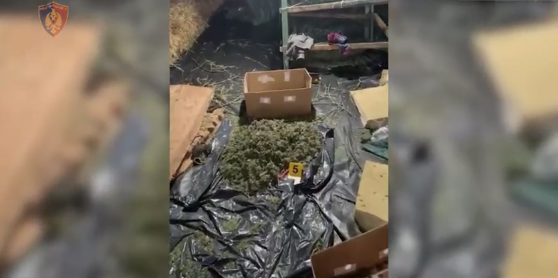 Magazina e Voskopit, policia jep pamjet e punishtes se kanabisit
