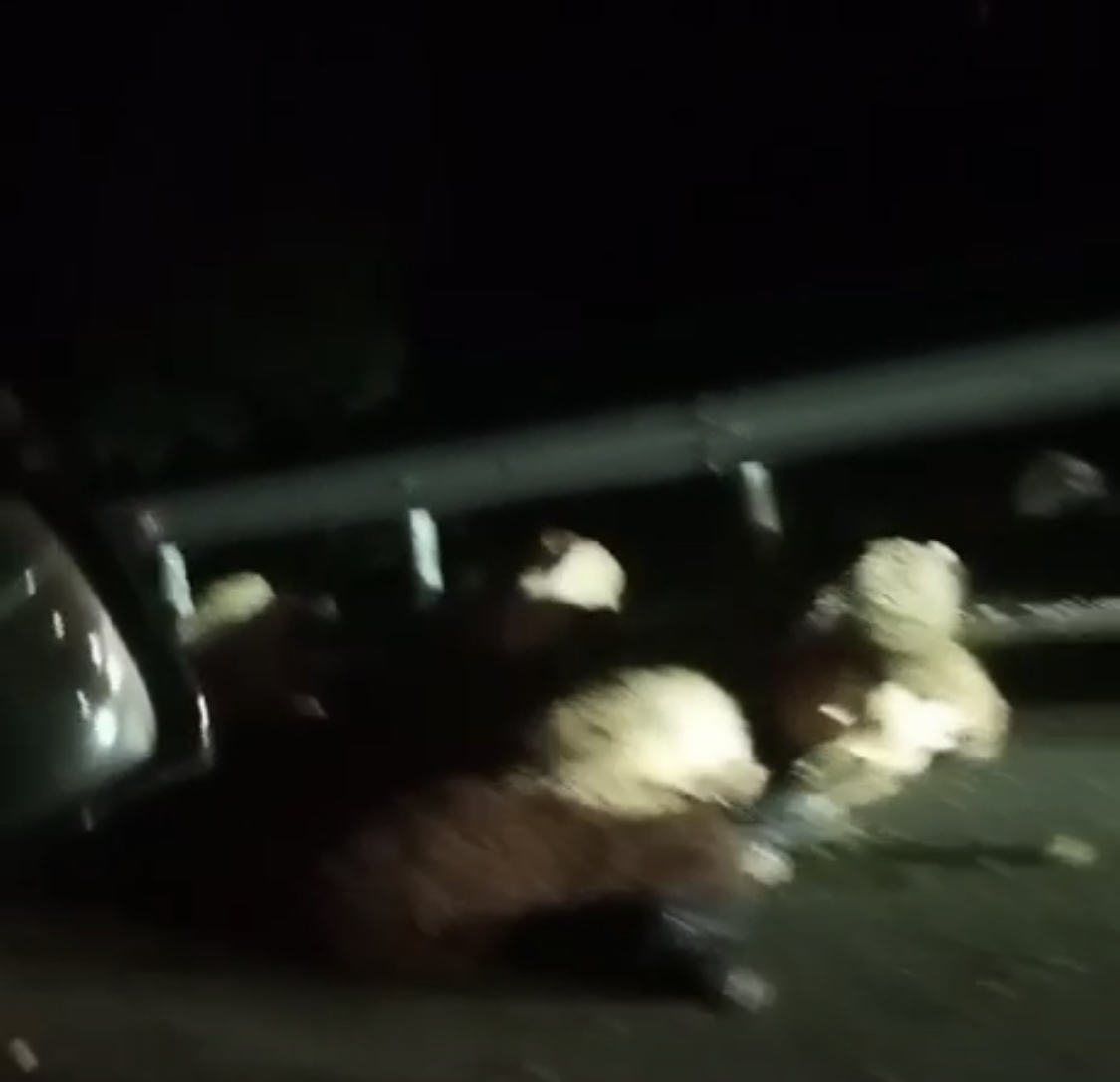 Delet hynë në autostradën Fushë Krujë-Borizanë, dhjetra prej tyre goditen nga një Benz