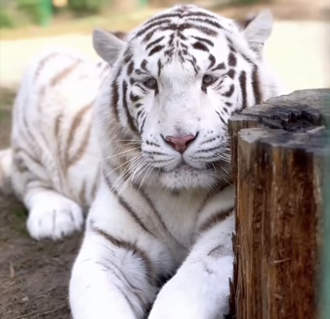 Reagimi i parë i Erion Veliajt pas kontrollit të shtëpisë nga SPAK