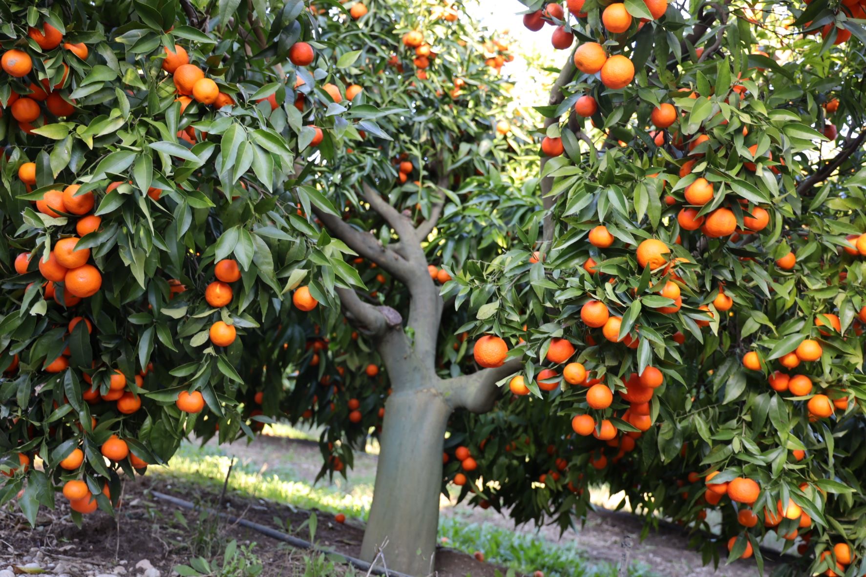 SHËNIM/ Refuzoni mandarinat, lërini të kalben bashkë me paratë që marrin. Prokuroria të hetojë ministrinë
