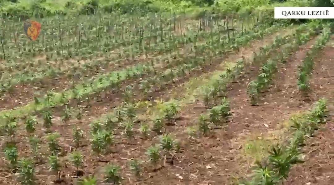 EMRAT/ Mali i Rrencit me blerim mbuluar! Zbulohen 3300 rrënjë kanabis