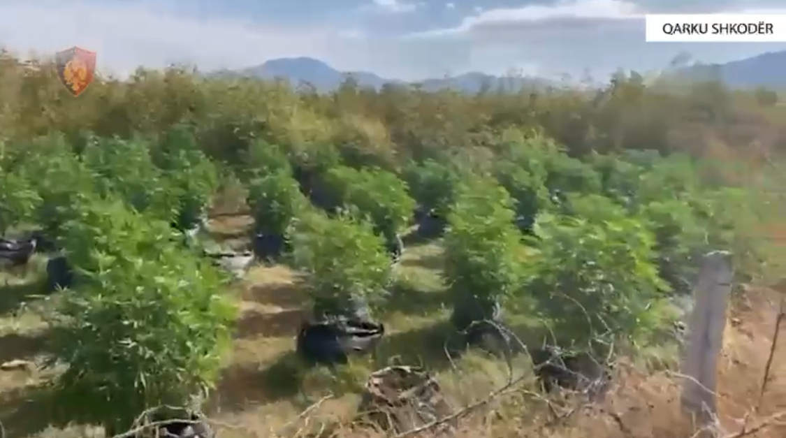 Zbulohen parcela të gjera me kanabis në Shkodër, edhe një me fidanë